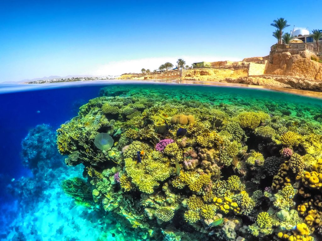 Red Sea Dive Sites Sharm El Sheikh Diving Spot Aqua Sharm Diving